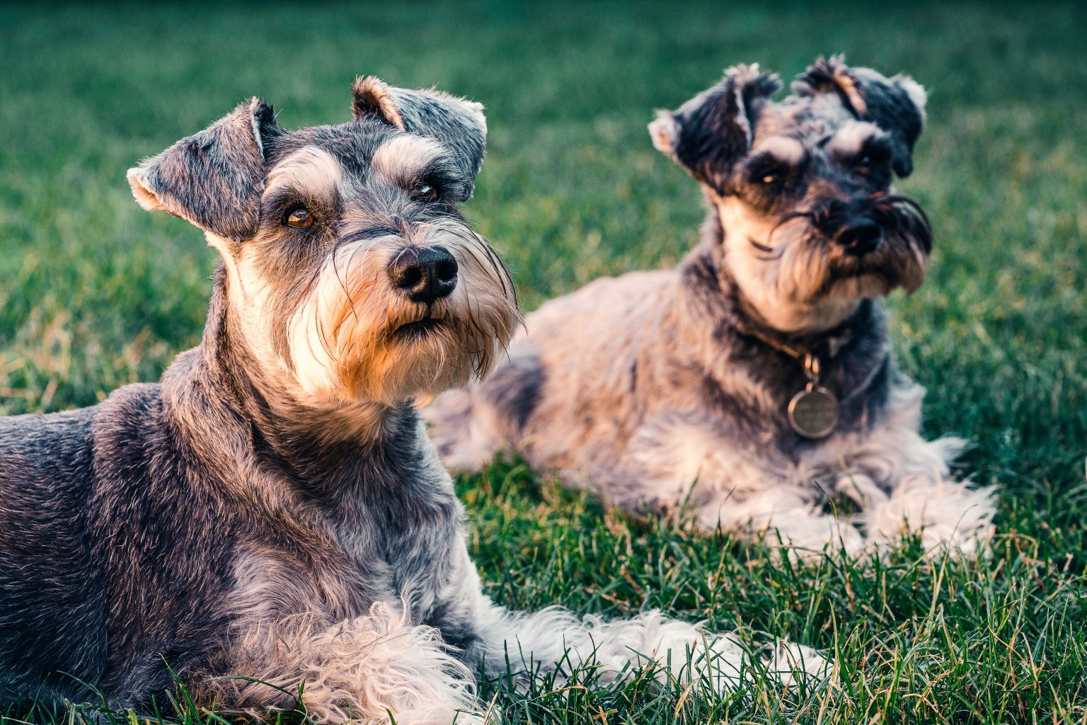 puppies sitting in grass