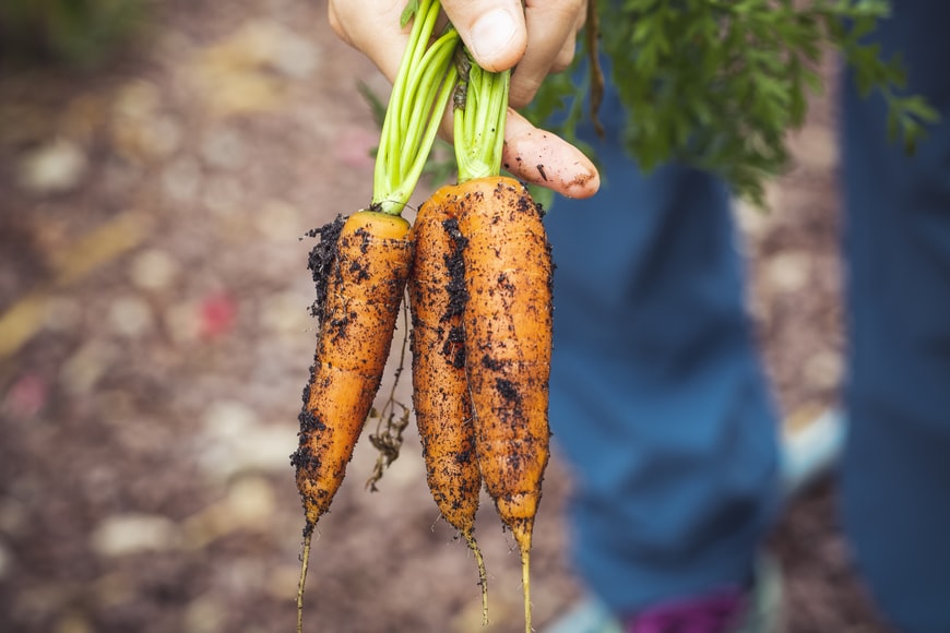 carrots from the ground
