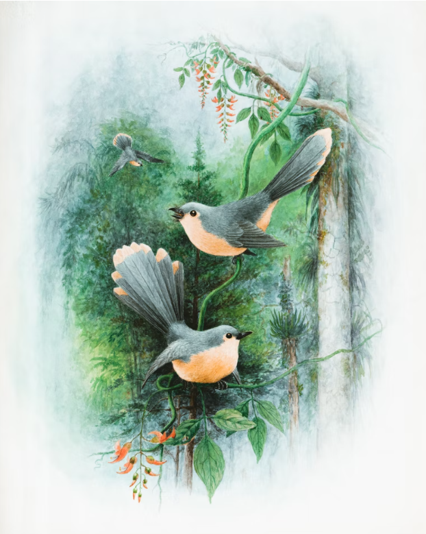 Birds Images, Watercolour, Historical Photos and Images