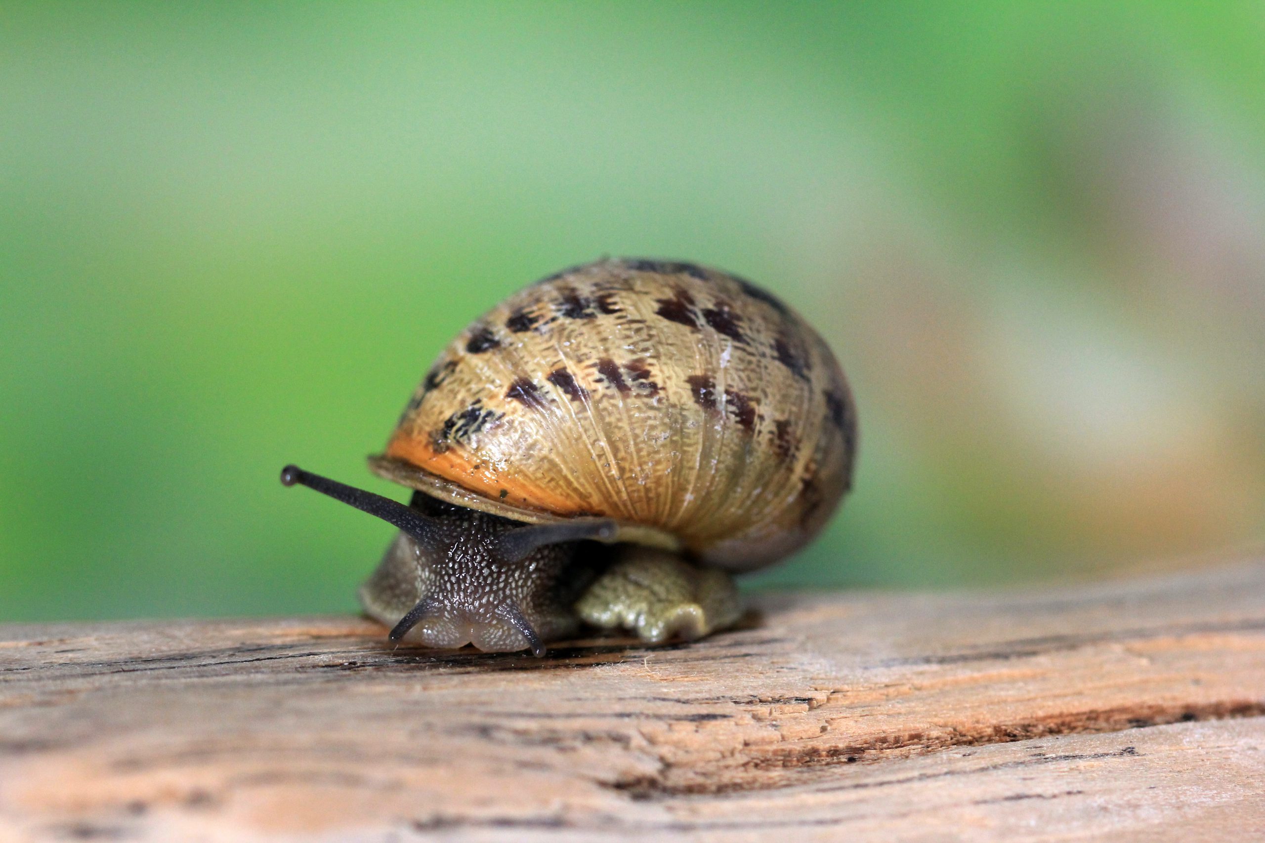 hd photo of snail