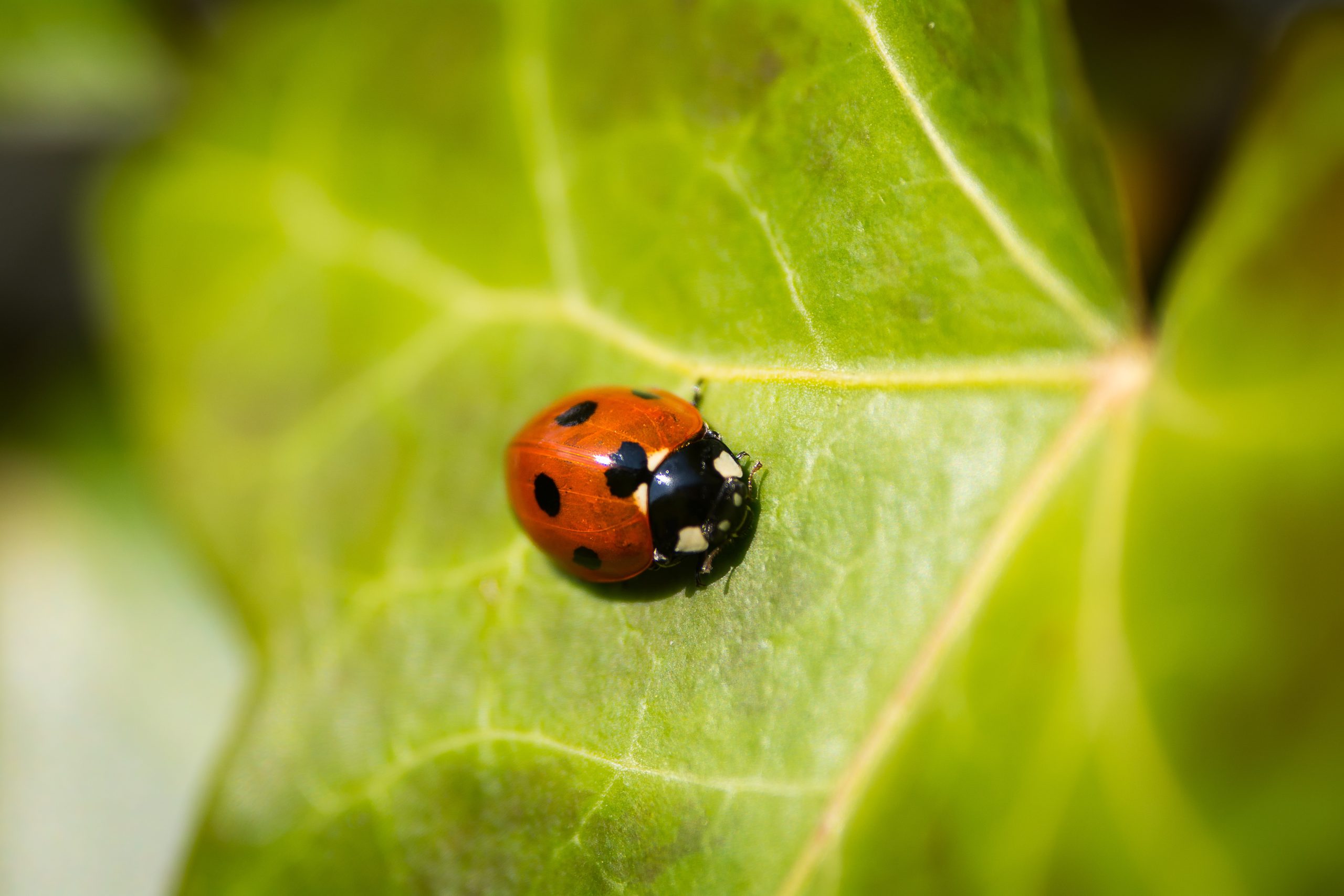 red lady bug