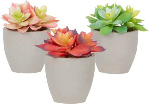 three desk succulents in pink, red and green