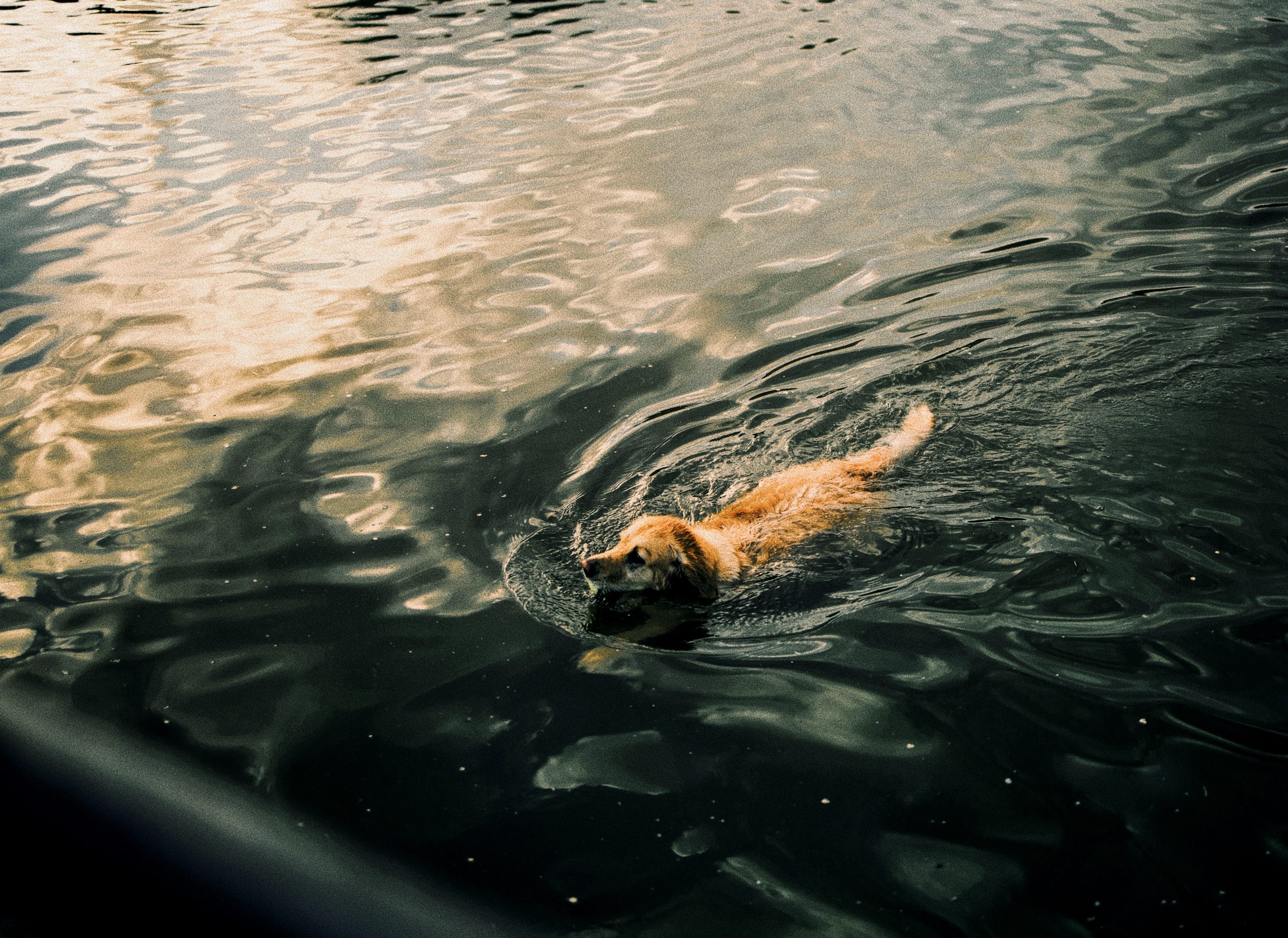 Dog is Swimming Amphy