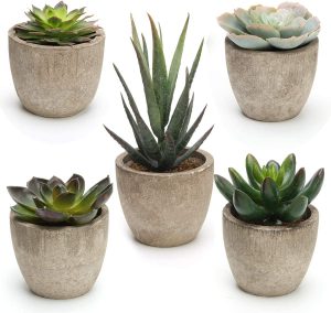 five succulents in grey pots